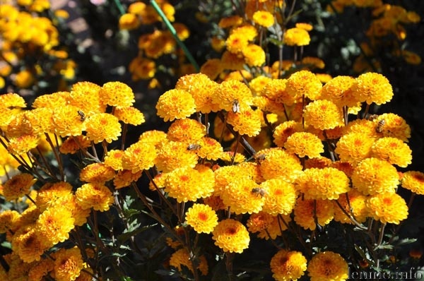 хризантему «Капучино»