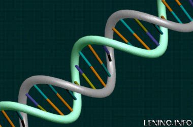 Генетическая склонность к диабету досталась людям от неандертальцев