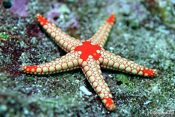 Морские звезды могут лечить инсульт