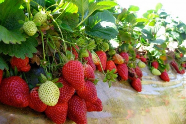 Сельхозпроизводители собирают урожай клубники