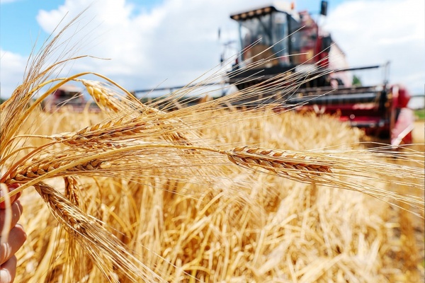 В Ленинском районе стартовала уборка ранних зерновых культур
