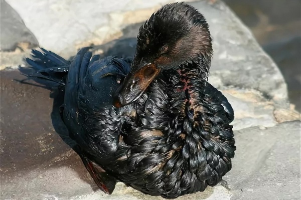 В Ленинском районе продолжают проводиться спасательные операции, направленные на оказание помощи пернатым, пострадавшим от разлива нефтепродуктов в Керченском проливе