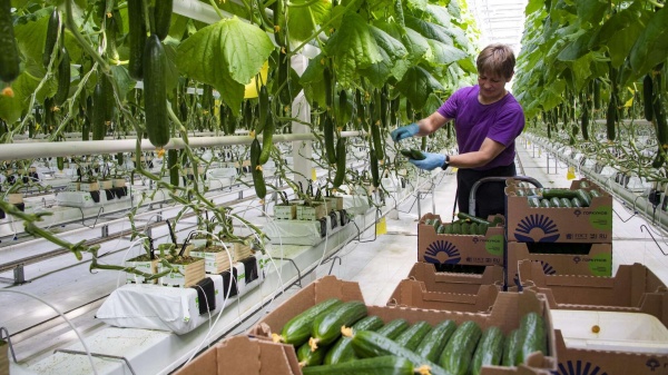 В Крыму выращивают огурцы по инновационным технологиям