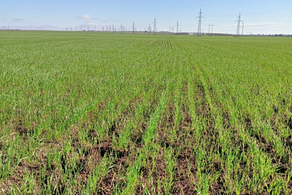 Осенняя посевная кампания завершена