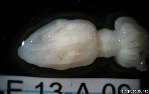 В Антарктиде нашли необычных обитателей