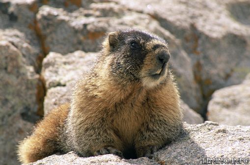 2 февраля - День сурка