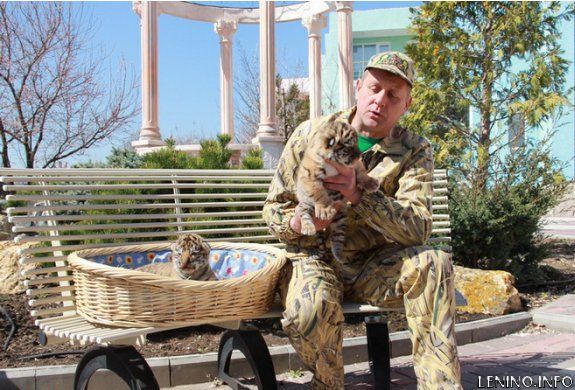 В Крыму показали амурских тигрят, родившихся в ночь референдума (фото)