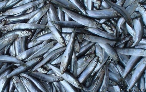 Зимний промысел азовской хамсы начнется в середине октября