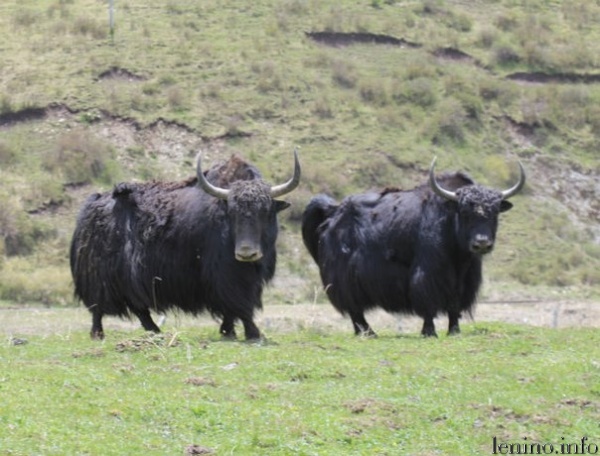 В крымском сафари-парке "Тайган" новые обитатели - тибетские яки