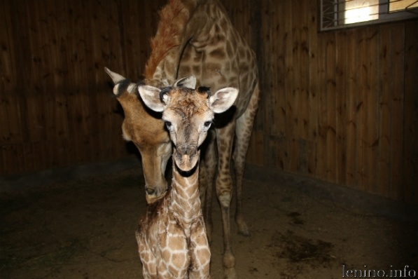 В сафари-парке "Тайган" родился жирафенок