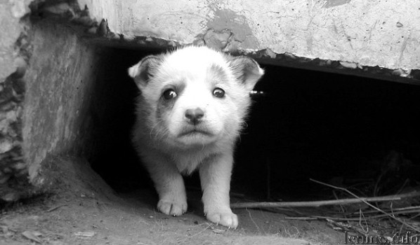 Депутаты Крыма против жестокого обращения с животными