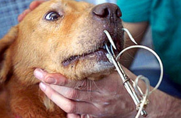 Полиция прокомментировала случай жестокого обращения с животным, произошедший в пгт Ленино