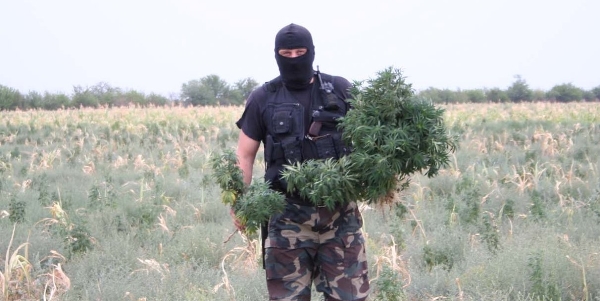 Ленинские полицейские обнаружили и обезвредили плантацию конопли