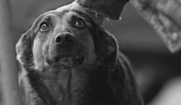 Необычная акция в Феодосии: Каждому чиновнику — по дворняжке