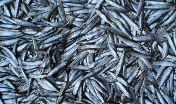 О рекордном улове рапортуют крымские рыболовы