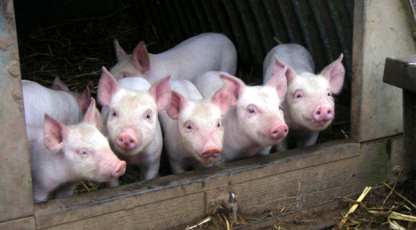 Россельхознадзор призывает крымчан соблюдать правила содержания домашних животных