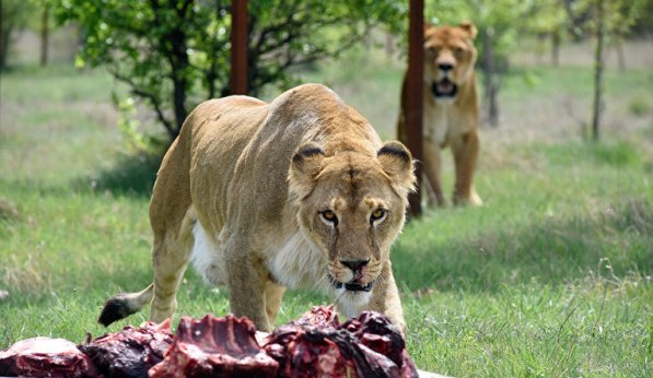 В парке львов "Тайган" произошел ежегодный выпуск животных в сафари