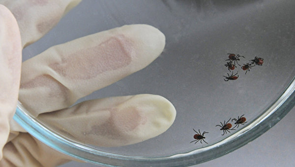 Советы специалиста: как уберечься от клещей в период их наибольшей активности