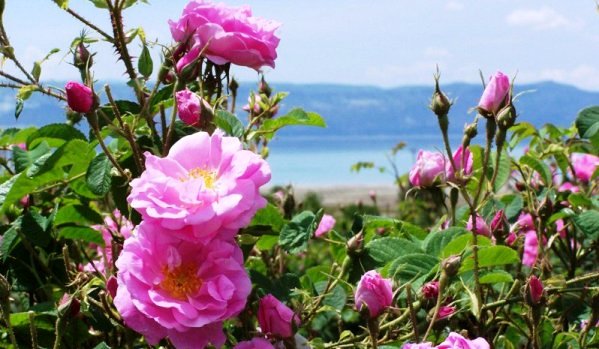 Для производства косметики в Крыму собрали порядка 12 тонн розы