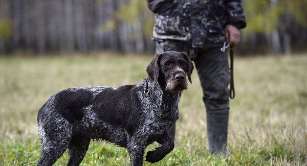 Открыт сезон охоты на пернатых