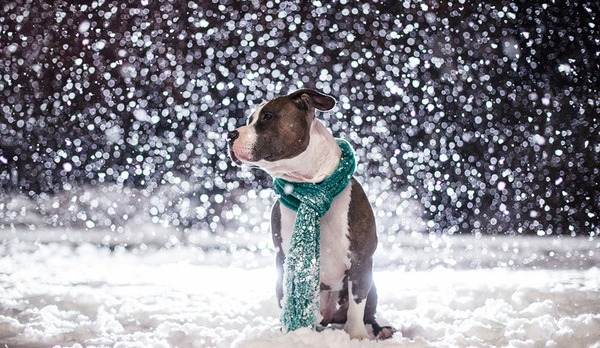 Синоптики рассказали, когда в Крыму выпадет снег