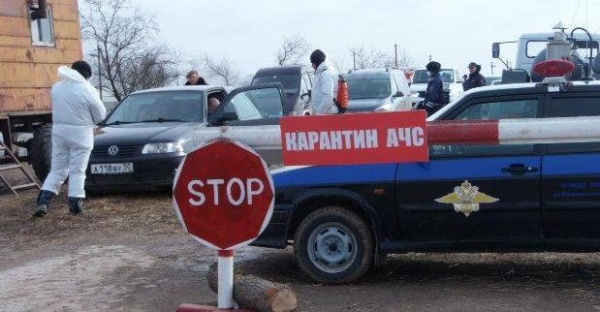 В массовом падеже скота в Ленинском районе ветеринары винят африканскую чуму