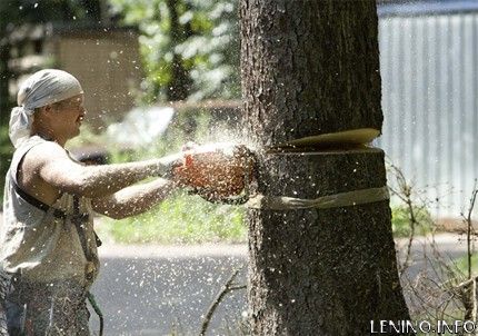 Пилим  деревья, сторим магазины