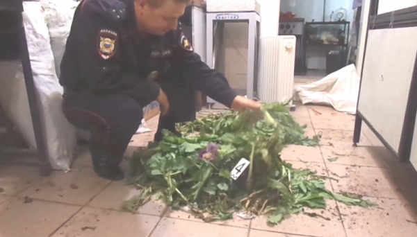 В Ленинском районе сотрудники полиции на приусадебном участке селянки изъяли более 600 кустов наркосодержащих растений
