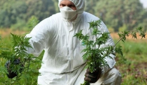 Внимание – акция «Война амброзии»