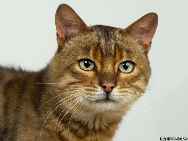 Кошки спасут человечество от СПИДа