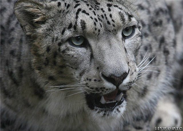 Первые кошки появились 10 миллионов лет назад