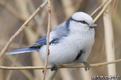 В Крым вернулся редкий вид птиц