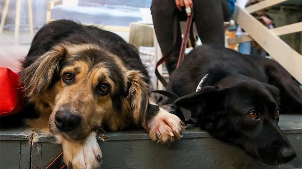 Правила ввоза животных в Крым в период коронавируса