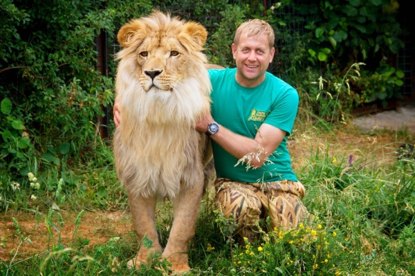 "Тайган" в изоляции: как коронавирус отразился на львах и тиграх