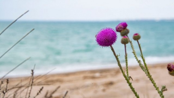 Как вирус спасает природу