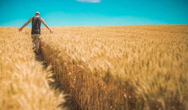 Минимущество Крыма предлагает взять в аренду поле в Ленинском районе