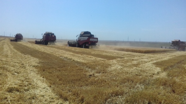В Ленинском районе стартовала уборочная кампания озимых зерновых культур 2020