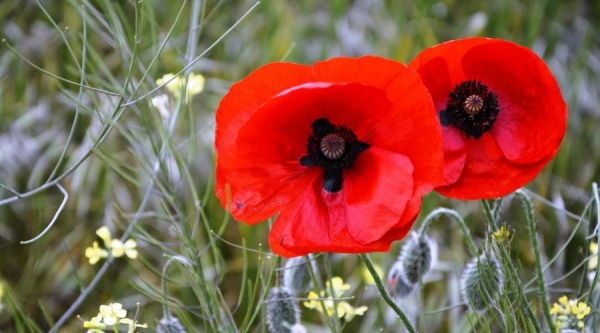 В Ленинском районе полицейские изъяли 177 кустов мака с дачного участка