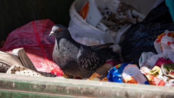 В Крыму построят три экотехнопарка и семь мусороперегрузочных станций