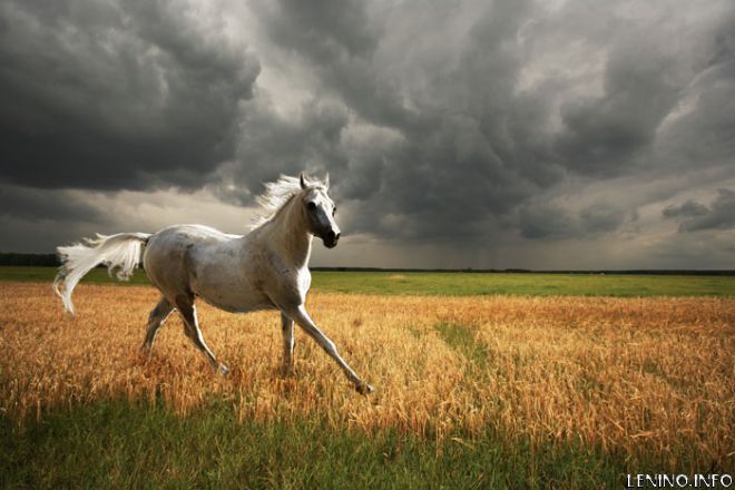 Гороскоп на 2014 год от звездного астролога