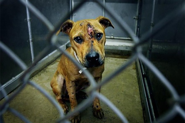 В Крыму поддержали введение штрафов за жестокое обращение с животными