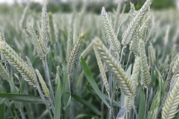 В Ленинском районе погиб урожай зерновых культур на 2 млн рублей