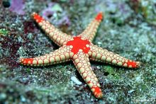 Морские звезды могут лечить инсульт