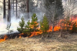 11-14 апреля в центральных и восточных районах Крыма ожидается чрезвычайная пожарная опасность