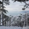 Новый год в Крыму будет без снега