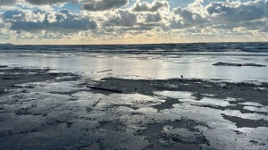Какой ущерб экологии причинил разлив мазута в Черном море