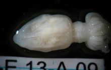 В Антарктиде нашли необычных обитателей