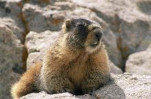 2 февраля - День сурка