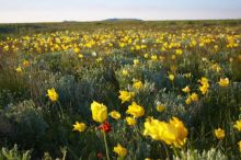 На Опуке зацвели тюльпаны