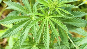 Полицейские Ленинского района ликвидировали плантацию конопли